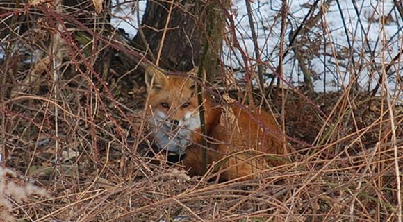 A red fox waits out an ice storm on Hayes Rd. (photo by Alison C.)
